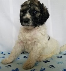 Pyredoodle Puppy for sale in DEFIANCE, OH, USA