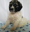 Small Photo #1 Pyredoodle Puppy For Sale in DEFIANCE, OH, USA