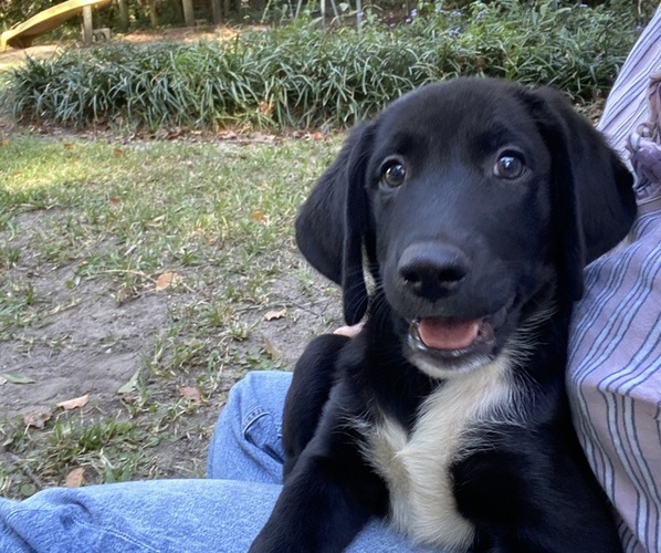 Medium Photo #4 Golden Labrador Puppy For Sale in MIDWAY, GA, USA