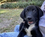 Small #3 Golden Labrador