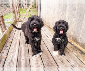 Portuguese Water Dog Puppy for sale in NORTH FORT MYERS, FL, USA