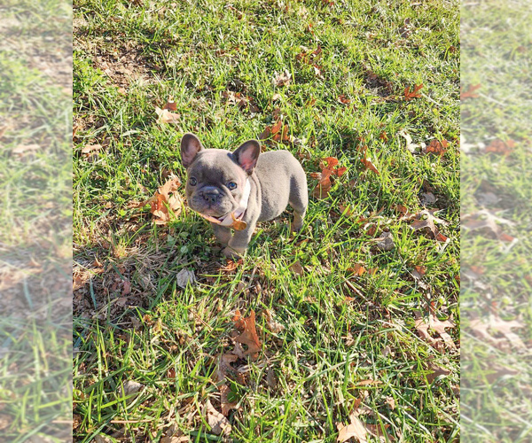 Medium Photo #5 French Bulldog Puppy For Sale in MARYSVILLE, WA, USA