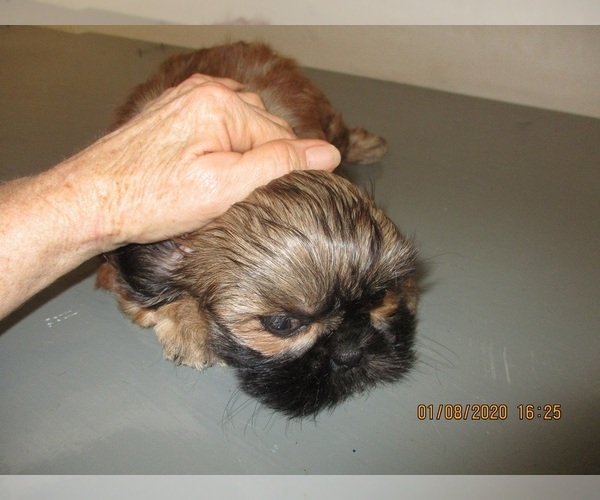 Medium Photo #7 Shih Tzu Puppy For Sale in CARROLLTON, GA, USA