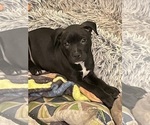 Small Photo #23 American Pit Bull Terrier Puppy For Sale in TACOMA, WA, USA