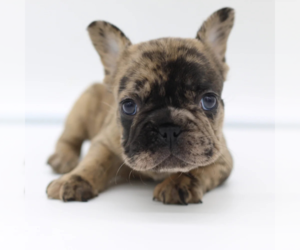 French Bulldog Puppy for sale in BOSTON, MA, USA