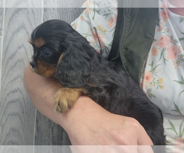 Medium Photo #5 Cavalier King Charles Spaniel Puppy For Sale in GREENWOOD, WI, USA
