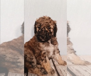 Poodle (Standard) Puppy for sale in STOUTLAND, MO, USA