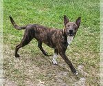 Small #13 Dutch Shepherd  Mix
