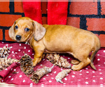Small #4 Dachshund