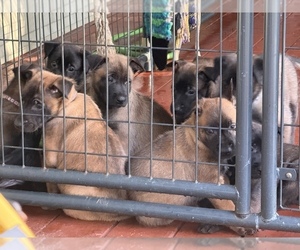 Belgian Malinois Litter for sale in LAKE MARY, FL, USA