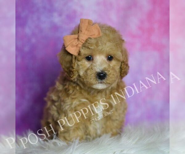 Medium Photo #123 Maltipoo (Miniature) Puppy For Sale in WARSAW, IN, USA