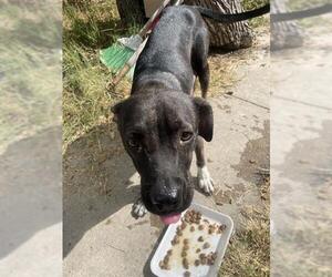 American Staffordshire Terrier-Unknown Mix Dogs for adoption in San Antonio, TX, USA