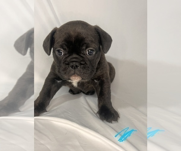 Medium Photo #15 French Bulldog Puppy For Sale in JOLIET, IL, USA