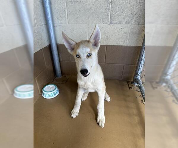 Medium Photo #1 Siberian Husky Puppy For Sale in Chula Vista, CA, USA