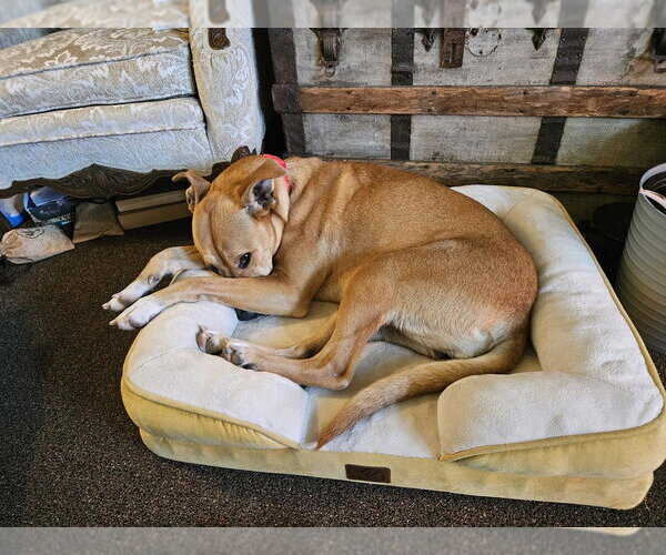 Medium Photo #3 Mutt Puppy For Sale in Bolivar, MO, USA