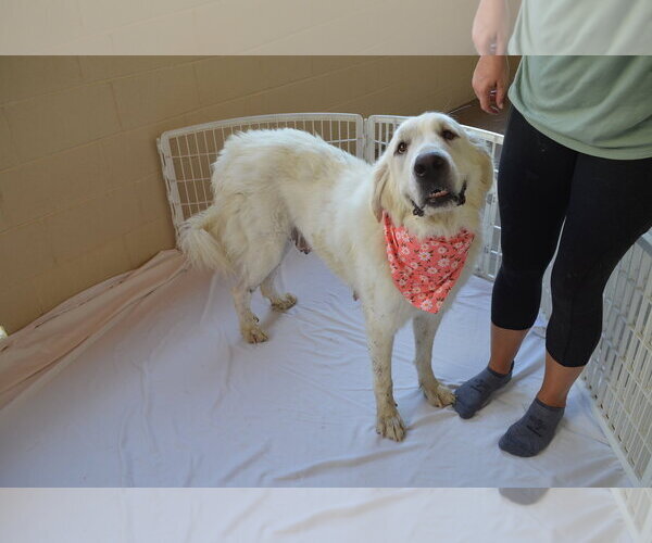Medium Photo #2 Great Pyrenees-Unknown Mix Puppy For Sale in McKinney, TX, USA