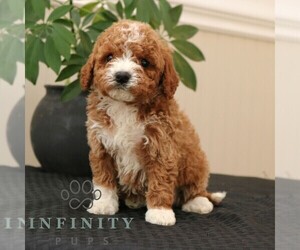 Cavapoo Puppy for sale in NARVON, PA, USA