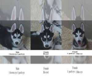 Siberian Husky Puppy for sale in KENNEWICK, WA, USA