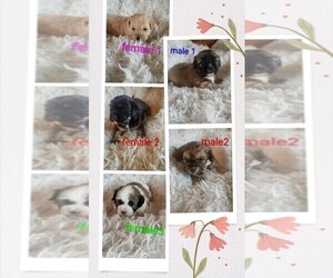 Maltese-Silky Cocker Mix Puppy for sale in WOBURN, MA, USA