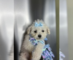 Maltipoo Puppy for sale in FONTANA, CA, USA