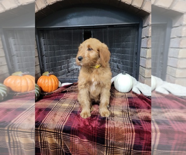 Medium Photo #4 Goldendoodle Puppy For Sale in AZLE, TX, USA