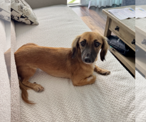 Dachshund-Unknown Mix Dogs for adoption in Weston, FL, USA