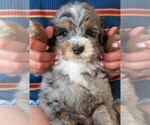 Small Photo #8 Bernedoodle (Miniature) Puppy For Sale in DAVIS, CA, USA