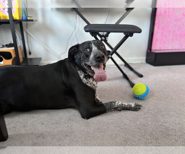 Medium Photo #9 Mutt Puppy For Sale in Rockaway, NJ, USA