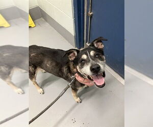 German Shepherd Dog-Unknown Mix Dogs for adoption in Corpus Christi, TX, USA