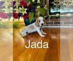 Puppy Jada Beagle