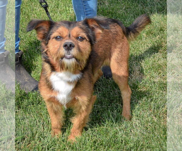 Medium Photo #4 Border Terrier-Unknown Mix Puppy For Sale in Huntley, IL, USA
