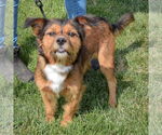 Small #3 Border Terrier Mix