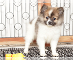 Small #1 Pomeranian