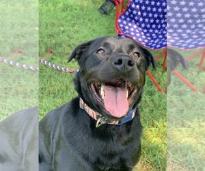 Magpie - Female Labrador Retriever-Unknown Mix Dog for Adoption - Photo #2