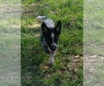 Small Photo #8 Australian Cattle Dog Puppy For Sale in SYLMAR, CA, USA