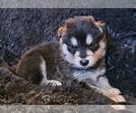 Small Photo #27 Alaskan Malamute Puppy For Sale in MIDWEST CITY, OK, USA
