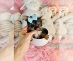 Small #2 Yorkshire Terrier