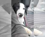 Small #10 Border Collie