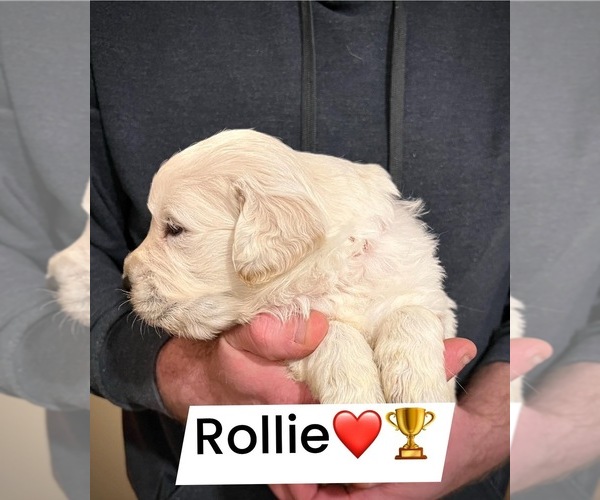 Medium Photo #3 Golden Retriever Puppy For Sale in ALPENA, MI, USA