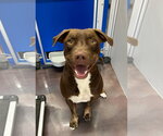 Small American Staffordshire Terrier-Chesapeake Bay Retriever Mix