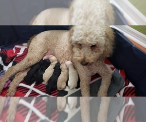 Goldendoodle-YorkiePoo Mix Puppy for sale in CRYSTAL RIVER, FL, USA