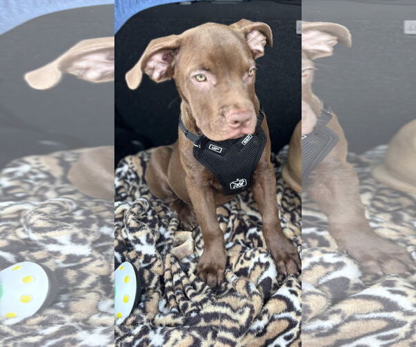 Medium Photo #3 American Staffordshire Terrier-Labrador Retriever Mix Puppy For Sale in Princeton, MN, USA