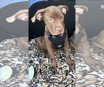 Small #2 American Staffordshire Terrier-Labrador Retriever Mix