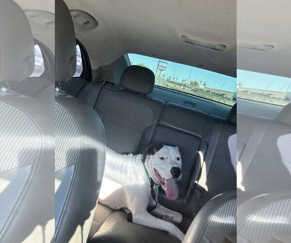Medium Photo #3 Argentinian Mastiff-Unknown Mix Puppy For Sale in Chandler, AZ, USA