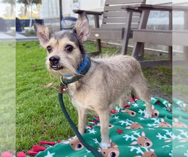 Medium Photo #1 Mutt Puppy For Sale in Long Beach, CA, USA