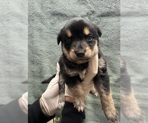 Medium Photo #1 Mutt Puppy For Sale in Riverside, CA, USA