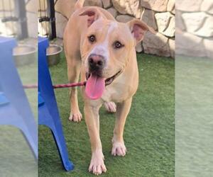 American Pit Bull Terrier Dogs for adoption in Sacramento, CA, USA