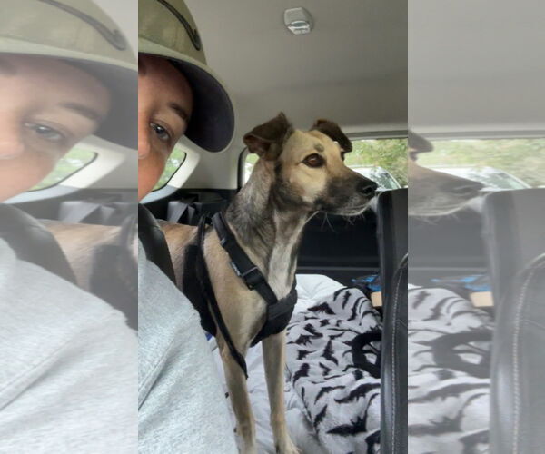 Medium Photo #1 Labrador Retriever-Unknown Mix Puppy For Sale in Virginia Beach, VA, USA