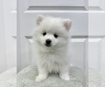 Puppy Cristal Pomsky