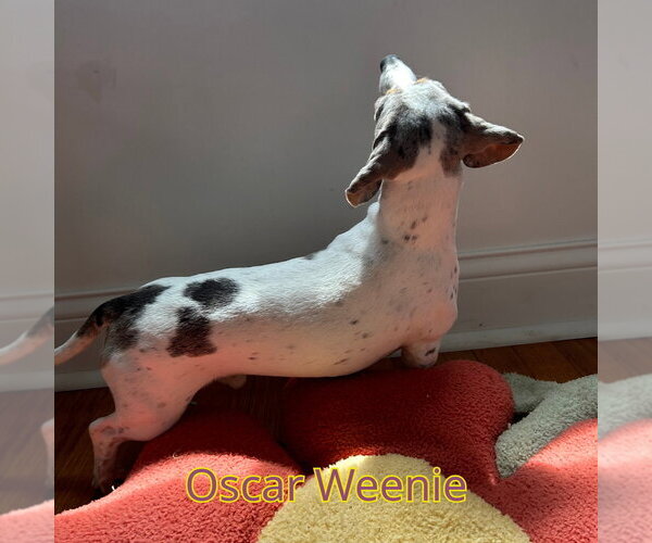 Medium Photo #8 Dachshund Puppy For Sale in San Antonio, TX, USA